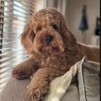 Cockapoo, Labradoodle, Maltipoo, België, 8 tot 15 weken, Parvo, Meerdere