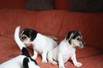 Lieve Jack russels pups te koop, Dieren en Toebehoren, Parvo, Jack Russell Terriër, 8 tot 15 weken, Meerdere