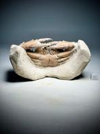 Uitzonderlijke 3D fossiele krab- - Fossiel rugschild -