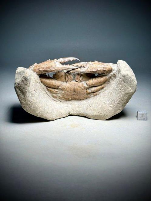 Uitzonderlijke 3D fossiele krab- - Fossiel rugschild -, Verzamelen, Mineralen en Fossielen