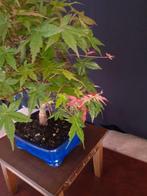 Esdoorn Bonsai - Hoogte (boom): 40 cm - Diepte (boom): 32 cm