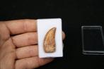 Dinosaurus - Fossiele tand - Carcharodontosaurus saharicus -, Verzamelen, Mineralen en Fossielen