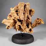 Tabakspons met ophiura Skelet - Porifera sp. - 13 cm - 17.5, Nieuw