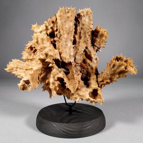 Tabakspons met ophiura Skelet - Porifera sp. - 13 cm - 17.5, Verzamelen, Dierenverzamelingen
