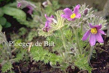 Pulsatilla vulgaris, wildemanskruid, paars, P9, Tuin en Terras, Planten | Tuinplanten, Vaste plant, Volle zon, Lente, Ophalen of Verzenden