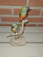 Pin-tailed Parrotfinches - Taxidermie volledige montage -, Verzamelen, Dierenverzamelingen, Nieuw