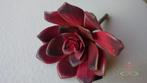 ECHEVERIA BURGUNDY Zijde- Latex Succulent ECHEVERIA, Ophalen of Verzenden, Nieuw