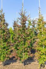 Parrotia persica beveerd