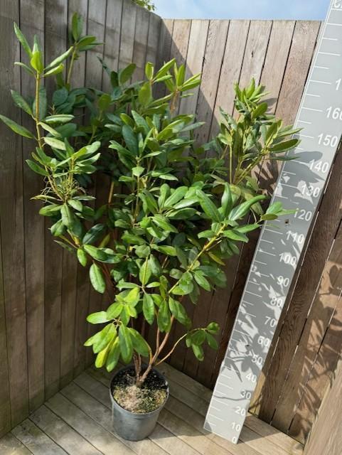 25 stuks B-keus Rhododendron Roseum Elegans120-140 cm BIEDEN, Tuin en Terras, Planten | Struiken en Hagen, Rhododendron, Haag