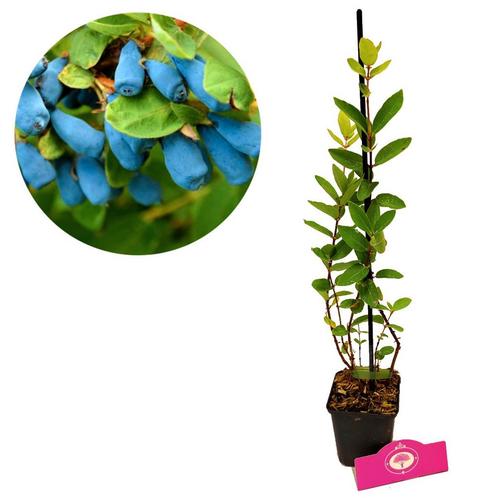 honingbes Lonicera caerulea Larisa + Pot 9cm, Tuin en Terras, Planten | Fruitbomen, Volle zon, Verzenden