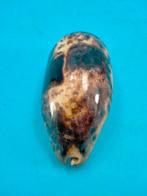 Mooie verzameling Cypraea Zeeschelp - Cypraea (Zonder, Nieuw