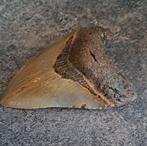 Megalodon - Fossiele tand - green shine - 10.2 cm - 7.4 cm