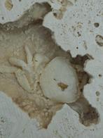 Krab - Fossiel skelet - 130 mm - 105 mm (Zonder