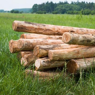 Kastanjehout Robinia paal 300cm ø16-18cm rond gepunt, Tuin en Terras, Schuttingen, Nieuw, Ophalen of Verzenden