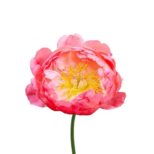 Bloembollen - 6 x Pioen Coral Sunset - rood met geel, Tuin en Terras, Bloembollen en Zaden, Bloembol, Voorjaar, Volle zon, Verzenden