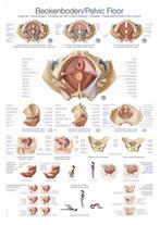 Anatomie poster bekkenbodem (Duits/Engels/Latijn, kunsts..., Nieuw