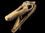 Mosasaurus - Fossiele schedel - 73 cm - 44 cm