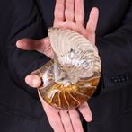 Fossiel Nautilus - Cymatoceras Sp. - Opalisatie op schaal -