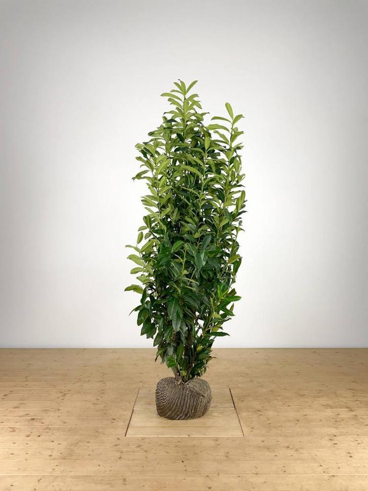 Prunus laur. Genolia 175-200 cm, Tuin en Terras, Planten | Struiken en Hagen, Laurier, Haag, 100 tot 250 cm, Ophalen of Verzenden