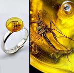 Adembenemende gouden Baltic amber ring – Ichneumonidae, Verzamelen