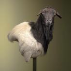 Somalisch Schaap Taxidermie Opgezette Dieren By Max, Ophalen of Verzenden, Nieuw, Wild dier, Opgezet dier