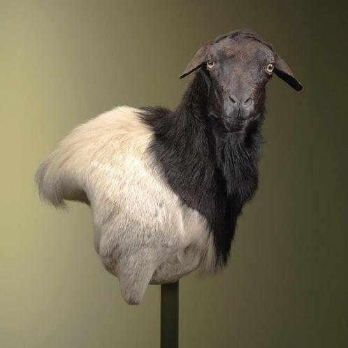 Somalisch Schaap Taxidermie Opgezette Dieren By Max, Verzamelen, Dierenverzamelingen, Opgezet dier, Nieuw, Wild dier, Ophalen of Verzenden