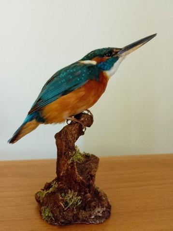 IJsvogel Taxidermie volledige montage - Alcedo atthis (with beschikbaar voor biedingen