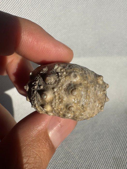 Zee-egel - Gefossiliseerd dier - Conopygus - 3.8 cm (Zonder, Verzamelen, Mineralen en Fossielen