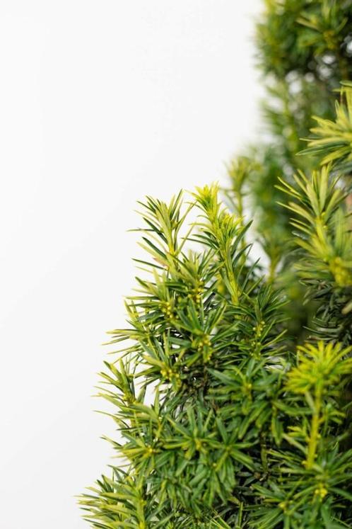 Venijnboom Taxus baccata fastigiata Aurea Haag 120-140 Kluit, Tuin en Terras, Planten | Struiken en Hagen