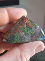 Ammoliet - Gefossiliseerd dier - 5.6 cm - 3.7 cm