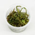 In-Vitro cup Hygrophila Pinnatifida - aquariumplant 100cc, Nieuw, Sierelement, Verzenden