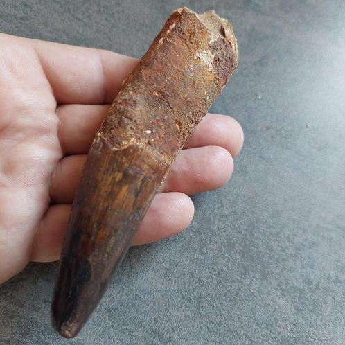 Dinosaurus - Fossiele tand - Sehr großer Spinosaurus, Verzamelen, Mineralen en Fossielen