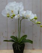 Orchidee phalaenopsis 2 stelen 40 cm - Warentuin Mix, Nieuw, Verzenden