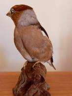 Appelvink Taxidermie volledige montage - Coccothraustes, Nieuw