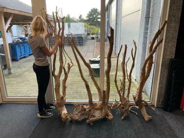 Spiderwood XXXXL afmetingen zijn tot 2m groot aquariumhout beschikbaar voor biedingen