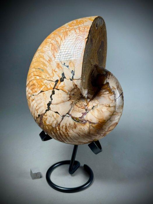 Grote gepolijste Fossiele Nautilus met iriserende glans -, Verzamelen, Mineralen en Fossielen