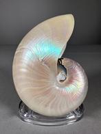 Gepolijste gespirale nautilus Zeeschelp - Nautilus pompilius, Verzamelen, Nieuw