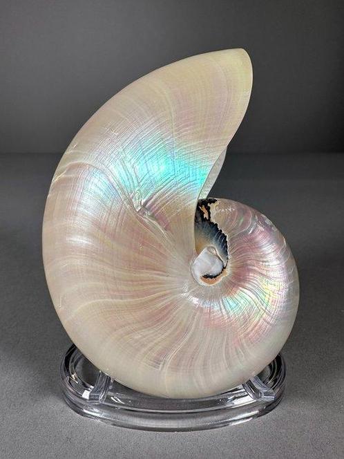 Gepolijste gespirale nautilus Zeeschelp - Nautilus pompilius, Verzamelen, Dierenverzamelingen
