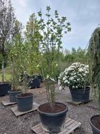 Staphylea colchica kaukasiche pimpernoot, Tuin en Terras, Planten | Bomen, Ophalen