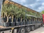 Bestel online uw palmen, olijfboom, cipressen, vijgenboom!!!, Tuin en Terras, Planten | Bomen, In pot, Olijfboom, Ophalen of Verzenden