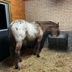 Kunststof slow-feeder hooiruif 140 liter (HAY BAR), 2 of 3 paarden of pony's, Weidegang