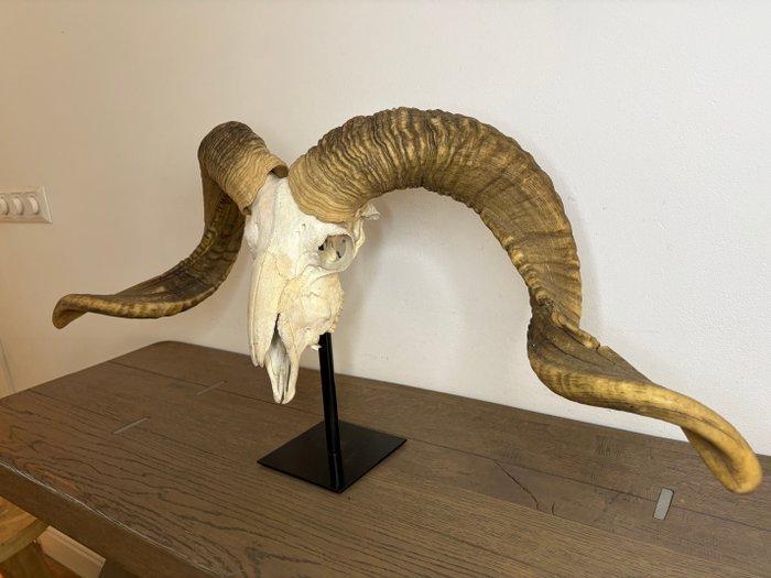tibetaanse ram Schedel - Capra aegagrus hircus - 40 cm - 80, Antiek en Kunst, Curiosa en Brocante