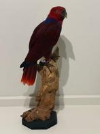 Moluccan Eclectus Taxidermie volledige montage - Eclectus, Verzamelen, Dierenverzamelingen, Nieuw