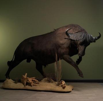 Kafferbuffel Taxidermie Opgezette Dieren By Max beschikbaar voor biedingen