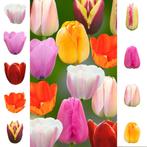 Bloembollen - 58 x Tulpen pakket - Collection, Verzenden, Voorjaar, Volle zon, Bloembol
