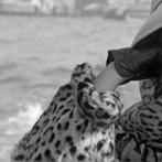Cameraphoto Epoche/Vittorio Pavan - Claudia Cardinale a, Antiek en Kunst