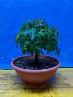 Bonsai esdoorn palmato - Hoogte (boom): 22 cm - Diepte