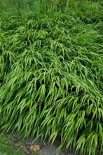 Hakonegras Hakonechloa macra 5-10 Pot P9