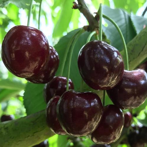 Kersenboom - Prunus Kordia - Omtrek: 14-18 cm | Hoogte: 350, Tuin en Terras, Planten | Bomen, Ophalen of Verzenden