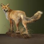 Vos Taxidermie Opgezette Dieren By Max, Verzamelen, Dierenverzamelingen, Ophalen of Verzenden, Nieuw, Wild dier, Opgezet dier